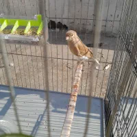 قناری نر و ماده