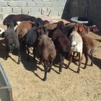 ۲۰راس بره ماده دوبر سبک فروشی....ویک بز دوقلو|حیوانات مزرعه|مشهد, شهرک شهید باهنر|دیوار