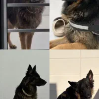 سگ گمشده|حیوانات|بهبهان, |دیوار