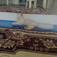 گربه