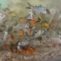 ماهی کوی|ماهی|یزد, |دیوار