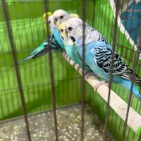 مرغ عشق نر بالغ|پرنده|ساری, |دیوار