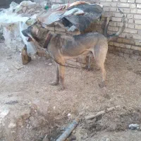 سگ عراقی۳سال