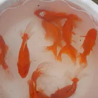 ماهی قرمز مولد لارو قرمز گلفیش ردکپ