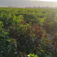 سبزی خورشتی و ریحان کیفیت بالا رومشکان رشنو