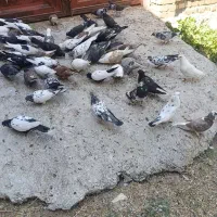 20جفت کبوتر تهرانی بگرد درجه یک با چند عدد دمی و|پرنده|الشتر, |دیوار