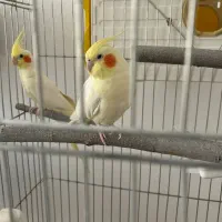 عروس هلندی/طوطی/ماده