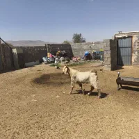 پازن|حیوانات مزرعه|شیراز, بازار|دیوار