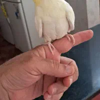 عروس هلندی دستی