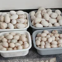 تخم غاز و اردک محلی|حیوانات مزرعه|ساری, |دیوار