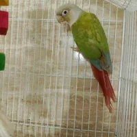 نر تک و جفت کار داده بالغ