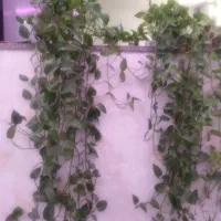 گل طبیعی|گل و گیاه طبیعی|لردگان, |دیوار