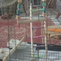 عروس هلندی سخنگو