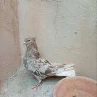 قرعه کشی کبوتران رنگی دزفول