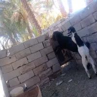 12222|حیوانات مزرعه|گلباف, |دیوار