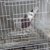 کبوتر،کفتر،طوقی،هفترنگ|پرنده|شاهین‌شهر, اقبال لاهوری|دیوار