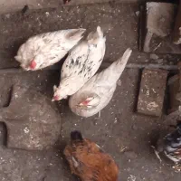 فروش تخم گلین