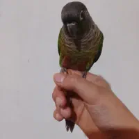 یک عدد گرنچیگ