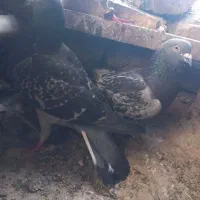 پلاکی و پلنگ وپشت مگسی