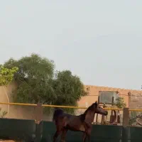اسب