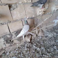 کبوتر پلاکی نژاد دلبر|پرنده|شبانکاره, |دیوار