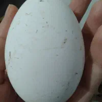 ۲۵ عدد تخم غاز نطفه دار