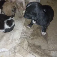 واگزاری طوله سگ های گوش تیز|سگ|نیشابور, شهرک رسولی|دیوار