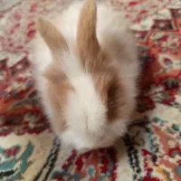 خرگوش لوپ فروش فوری بدلیل نیاز مالی