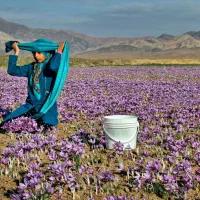 در هر هکتار بیشتر از ۸ کیلو زعفران برداشت کن