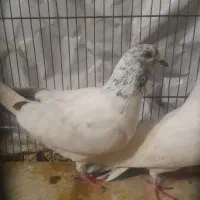 یک جفت کبوتر با جوجه|پرنده|رشت, پاره بیجار|دیوار