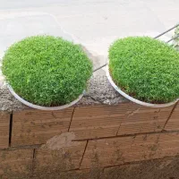 سبزه ی گرد