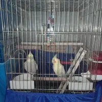 عروس هلندی  جفت