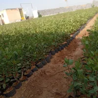 فروش نهال پسته