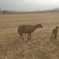 دو راس میش کشتار