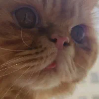 گربه پرشین سوپرفلت