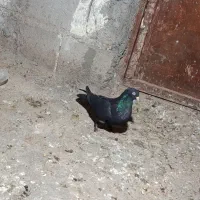 زاغ بازیکن ماده ( کلافه)