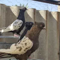 ماده سینه|پرنده|شیراز, نصر|دیوار