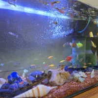 اکواریوم با تمامی لوازم و ماهی