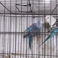 مرع عشق|پرنده|مشکین‌دشت, |دیوار