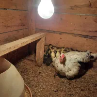 جوجه اردک مسکویی ‌،روسی