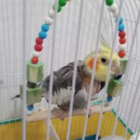 عروس هلندی