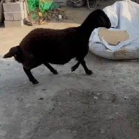 گوسفند نر|حیوانات مزرعه|ارومیه, |دیوار