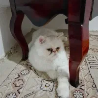 واگذاری گربه پرشین