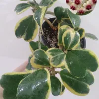 انواع هویا با عکس گلدهی|گل و گیاه طبیعی|مشهد, نیزه|دیوار