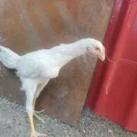 جوجه لاری پنج ماهه