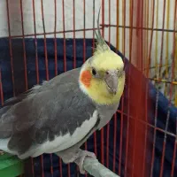 پرنده