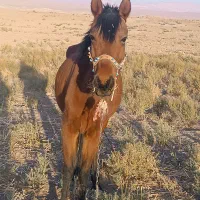 اسب فروشی|اسب و تجهیزات اسب‌سواری|قم, دانشگاه قم|دیوار