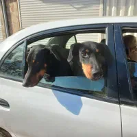 دوبرمن|سگ|زاویه, |دیوار