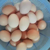 تخم مرغ محلی تازه
