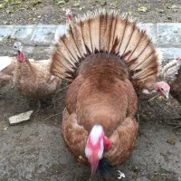 بوقلمون جوان وسالم|حیوانات مزرعه|میانه, |دیوار